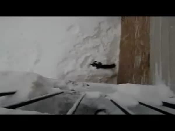 Cat Jumps Into Snow