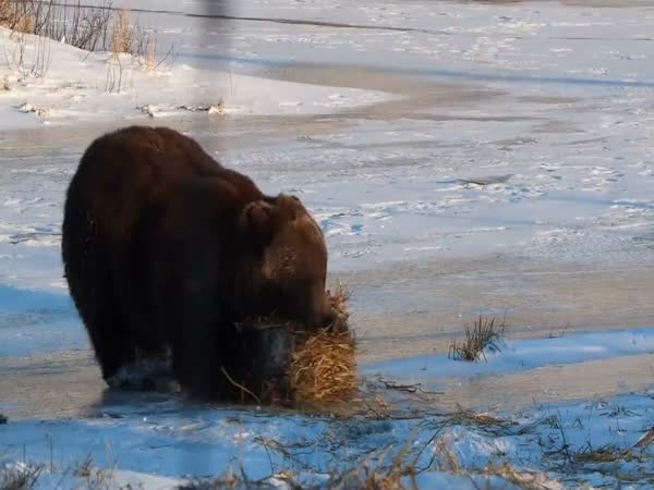 Bear And Straw