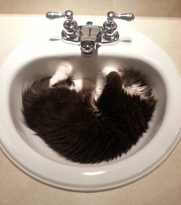 Atchoum Is A Cat With The Most Evil Death Stare (20 pics)