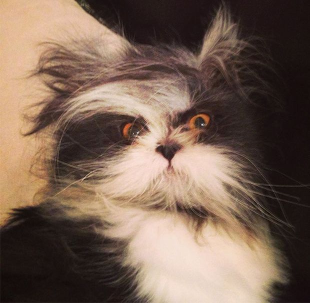 Atchoum Is A Cat With The Most Evil Death Stare (20 pics)