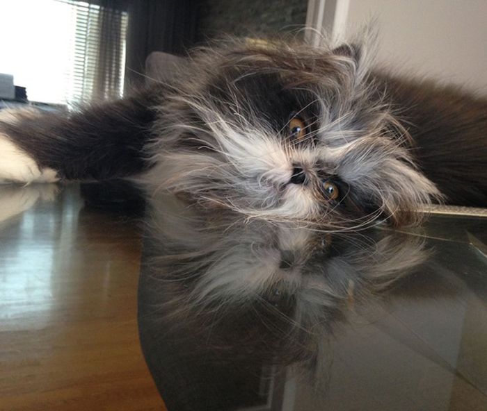 Atchoum Is A Cat With The Most Evil Death Stare (20 pics)