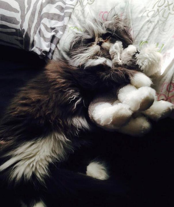 Atchoum Is A Cat With The Most Evil Death Stare (20 pics)