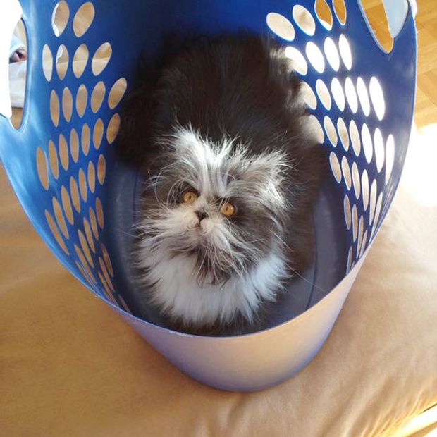 Atchoum Is A Cat With The Most Evil Death Stare (20 pics)