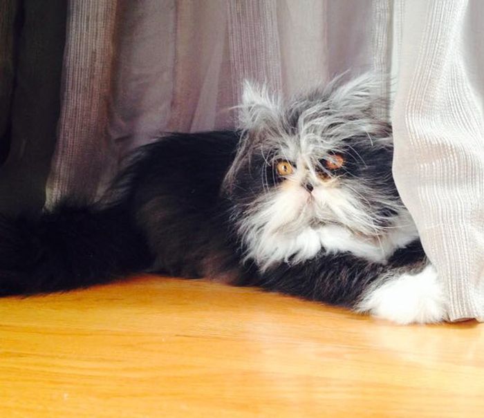 Atchoum Is A Cat With The Most Evil Death Stare (20 pics)