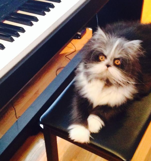 Atchoum Is A Cat With The Most Evil Death Stare (20 pics)
