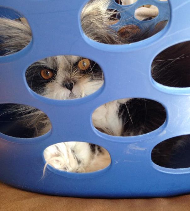 Atchoum Is A Cat With The Most Evil Death Stare (20 pics)