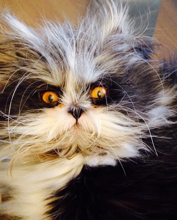 Atchoum Is A Cat With The Most Evil Death Stare (20 pics)