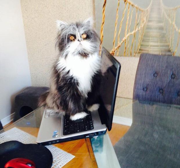 Atchoum Is A Cat With The Most Evil Death Stare (20 pics)