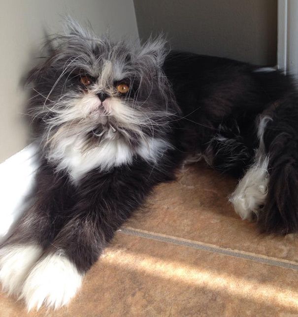 Atchoum Is A Cat With The Most Evil Death Stare (20 pics)