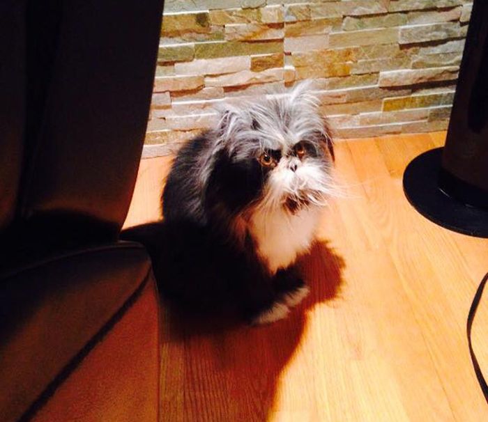 Atchoum Is A Cat With The Most Evil Death Stare (20 pics)