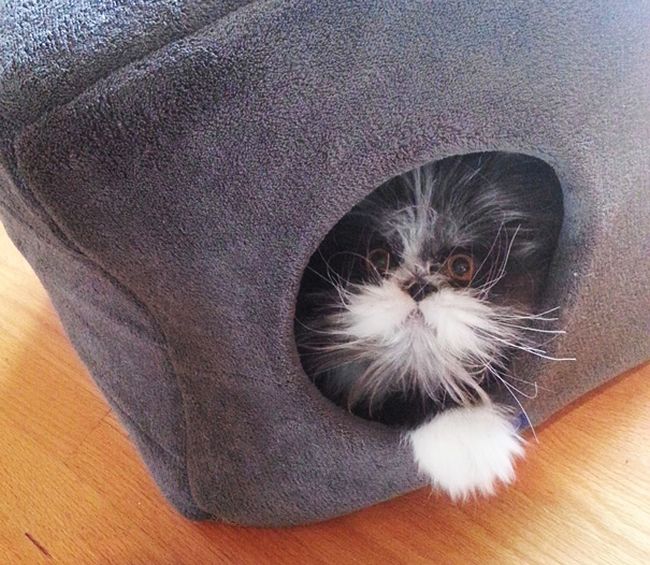 Atchoum Is A Cat With The Most Evil Death Stare (20 pics)