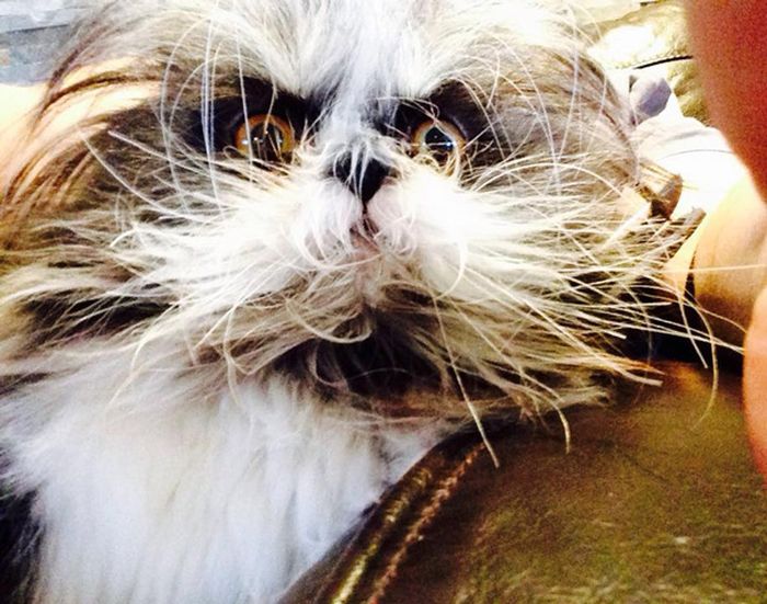 Atchoum Is A Cat With The Most Evil Death Stare (20 pics)