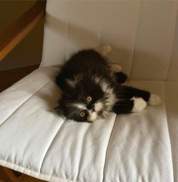 Atchoum Is A Cat With The Most Evil Death Stare (20 pics)