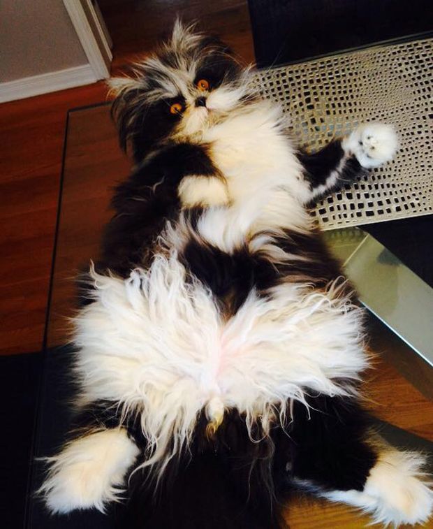 Atchoum Is A Cat With The Most Evil Death Stare (20 pics)