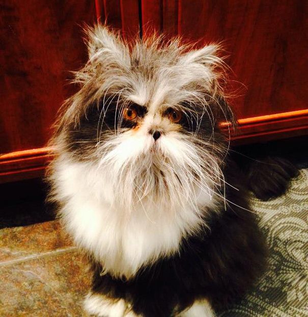 Atchoum Is A Cat With The Most Evil Death Stare (20 pics)