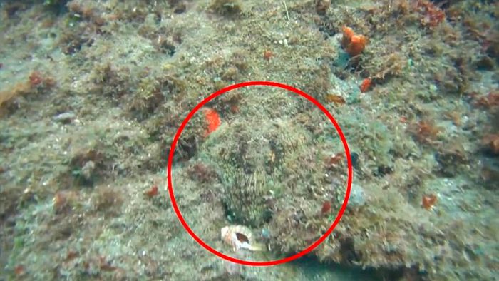 Spot the Octopus (5 pics + video)