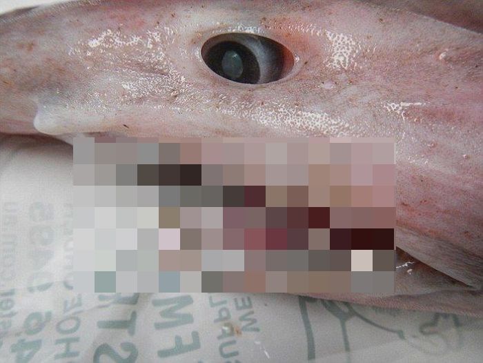 This Extremely Rare Shark Is Considered A Living Dinosaur (6 pics)