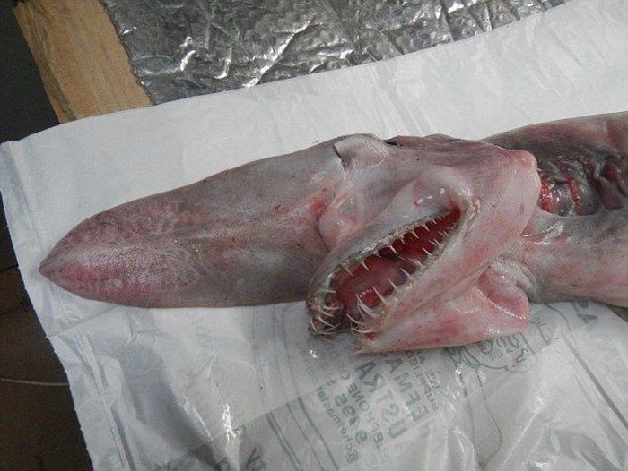 This Extremely Rare Shark Is Considered A Living Dinosaur (6 pics)