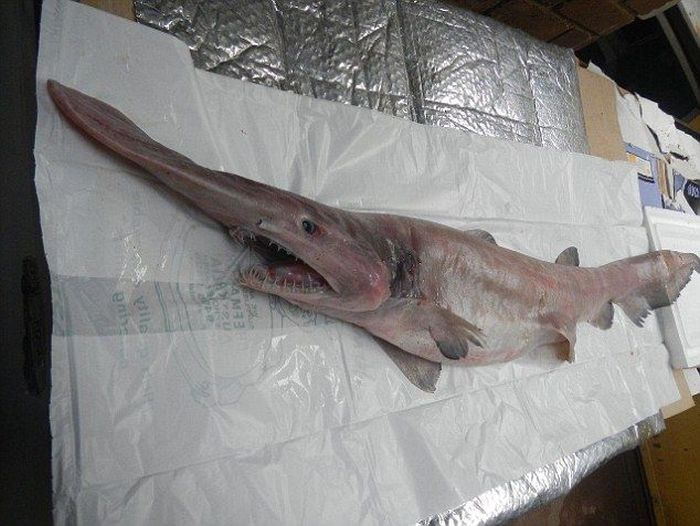 This Extremely Rare Shark Is Considered A Living Dinosaur (6 pics)