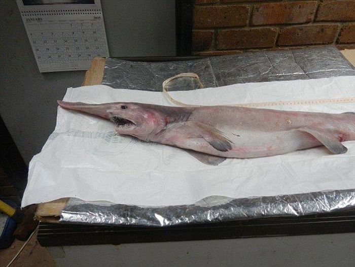 This Extremely Rare Shark Is Considered A Living Dinosaur (6 pics)