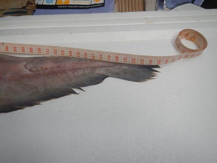 This Extremely Rare Shark Is Considered A Living Dinosaur (6 pics)