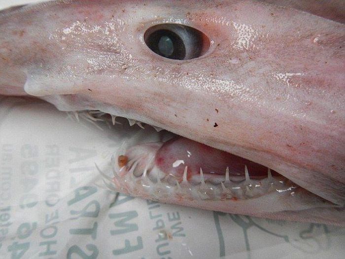 This Extremely Rare Shark Is Considered A Living Dinosaur (6 pics)