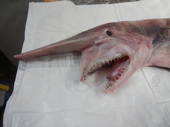 This Extremely Rare Shark Is Considered A Living Dinosaur (6 pics)