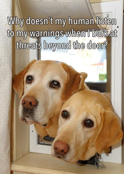 The Truth About What Your Dog Is Thinking (23 pics)