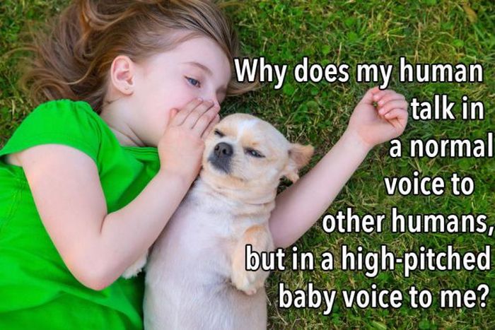 The Truth About What Your Dog Is Thinking (23 pics)