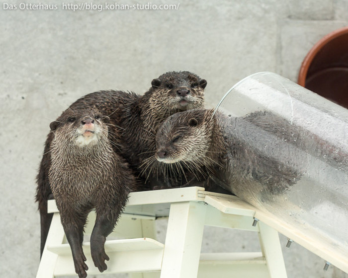 Japanese Zoo Creates Adorable Otter Exhibit (8 pics)