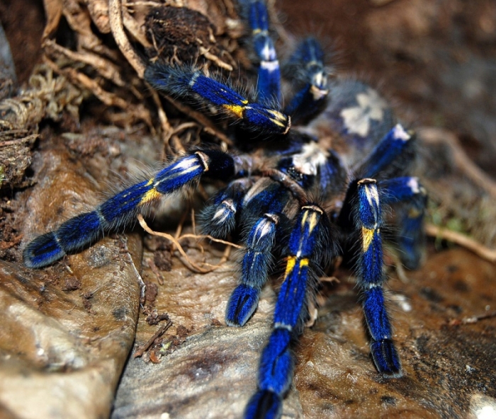This Spider Is Actually Quite Beautiful (17 pics)