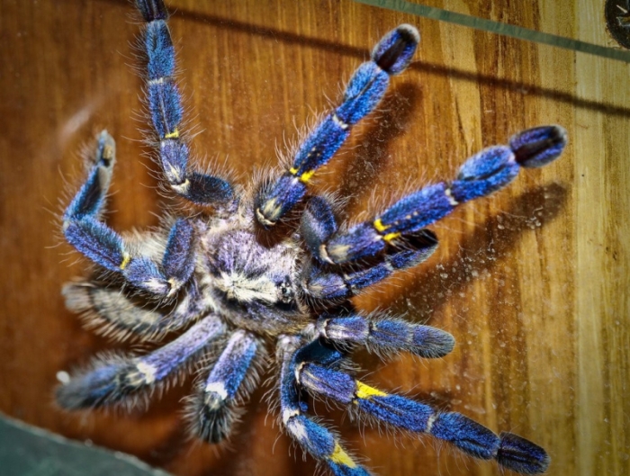 This Spider Is Actually Quite Beautiful (17 pics)