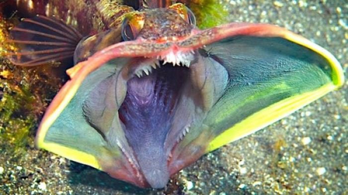 These Aquatic Creatures Are The Stuff Nightmares Are Made Of (14 pics)