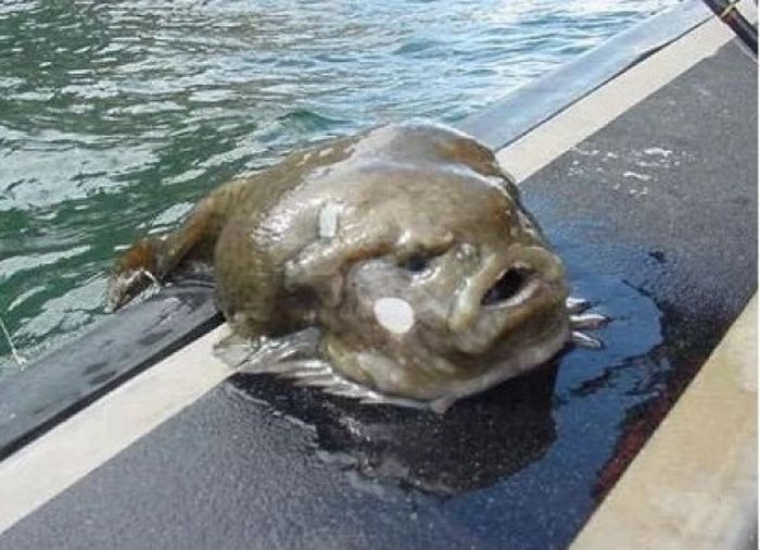 These Aquatic Creatures Are The Stuff Nightmares Are Made Of (14 pics)