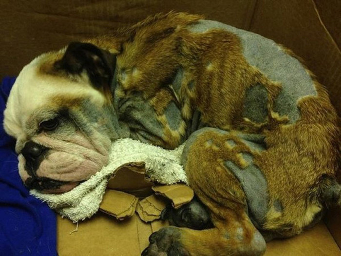This Puppy Was Abandoned BY Her Owners But She Didn't Give Up (7 pics)