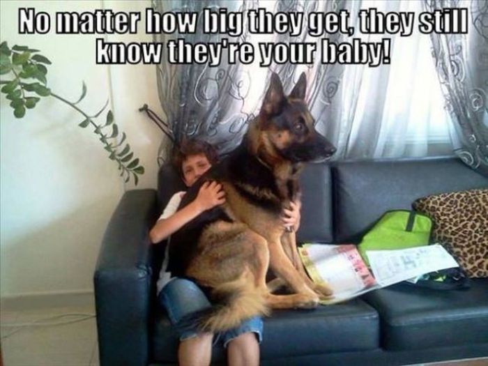 Things That Only Dog Owners Will Be Able To Understand (29 pics)