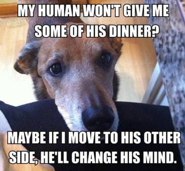 Things That Only Dog Owners Will Be Able To Understand (29 pics)