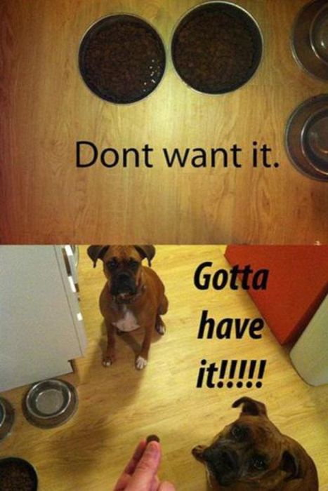 Things That Only Dog Owners Will Be Able To Understand (29 pics)