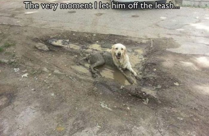 Things That Only Dog Owners Will Be Able To Understand (29 pics)