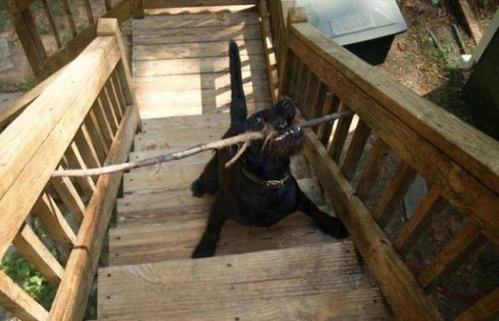 Things That Only Dog Owners Will Be Able To Understand (29 pics)
