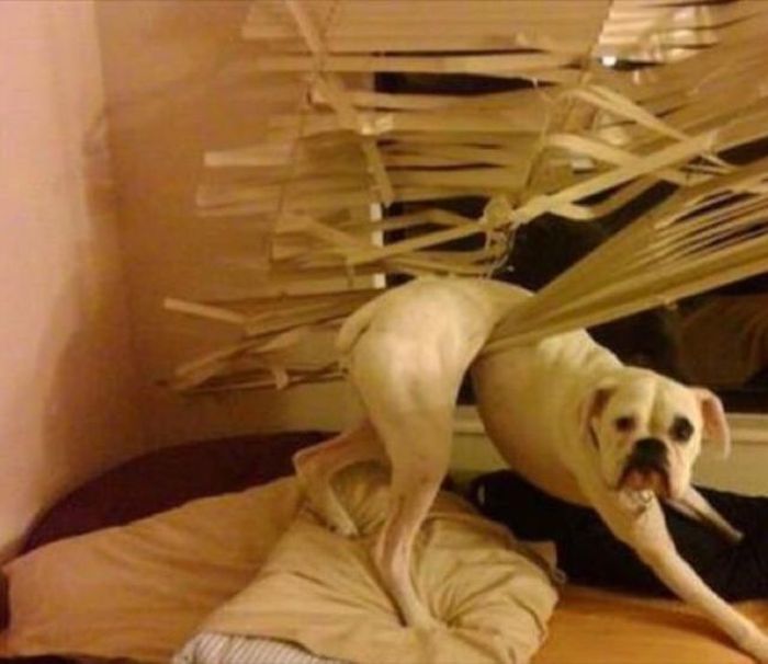 Things That Only Dog Owners Will Be Able To Understand (29 pics)