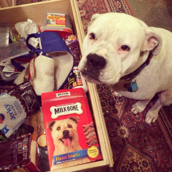Things That Only Dog Owners Will Be Able To Understand (29 pics)