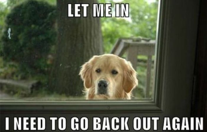 Things That Only Dog Owners Will Be Able To Understand (29 pics)