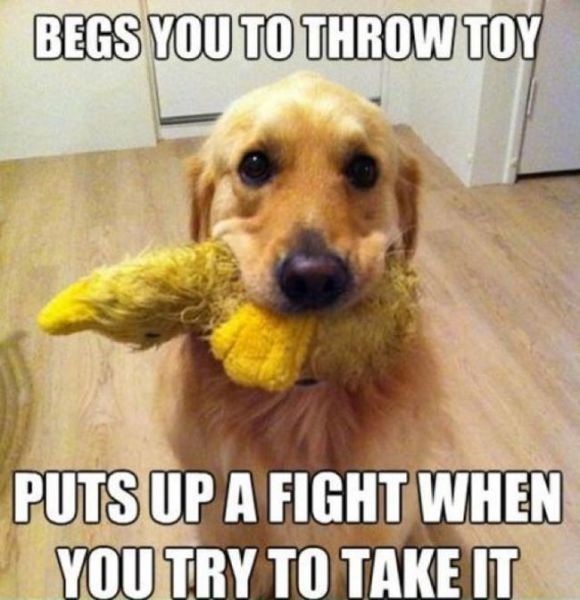Things That Only Dog Owners Will Be Able To Understand (29 pics)