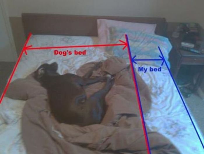 Things That Only Dog Owners Will Be Able To Understand (29 pics)