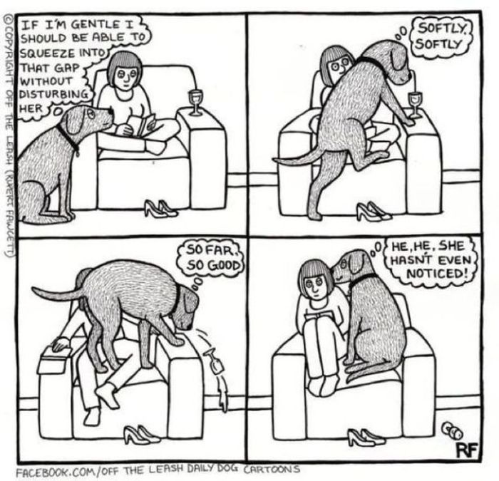 Things That Only Dog Owners Will Be Able To Understand (29 pics)