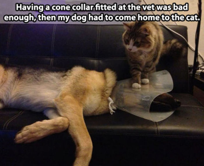 Things That Only Dog Owners Will Be Able To Understand (29 pics)