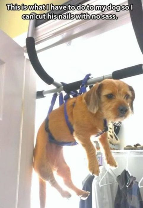 Things That Only Dog Owners Will Be Able To Understand (29 pics)