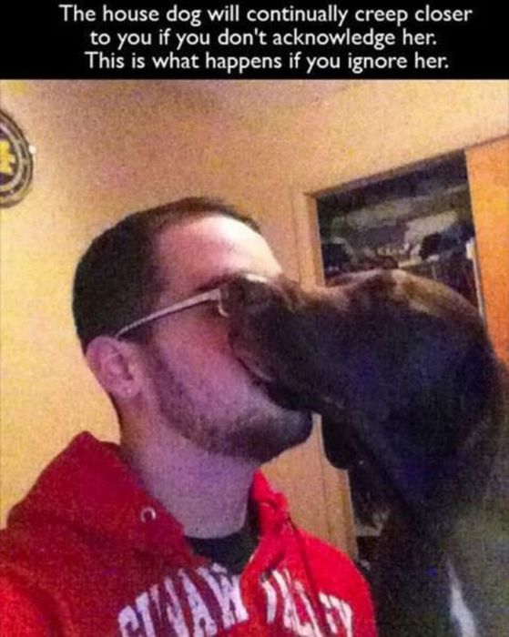 Things That Only Dog Owners Will Be Able To Understand (29 pics)