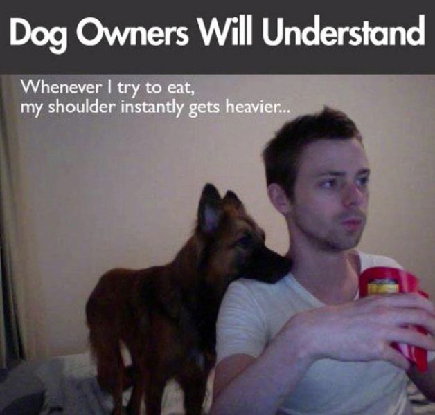Things That Only Dog Owners Will Be Able To Understand (29 pics)
